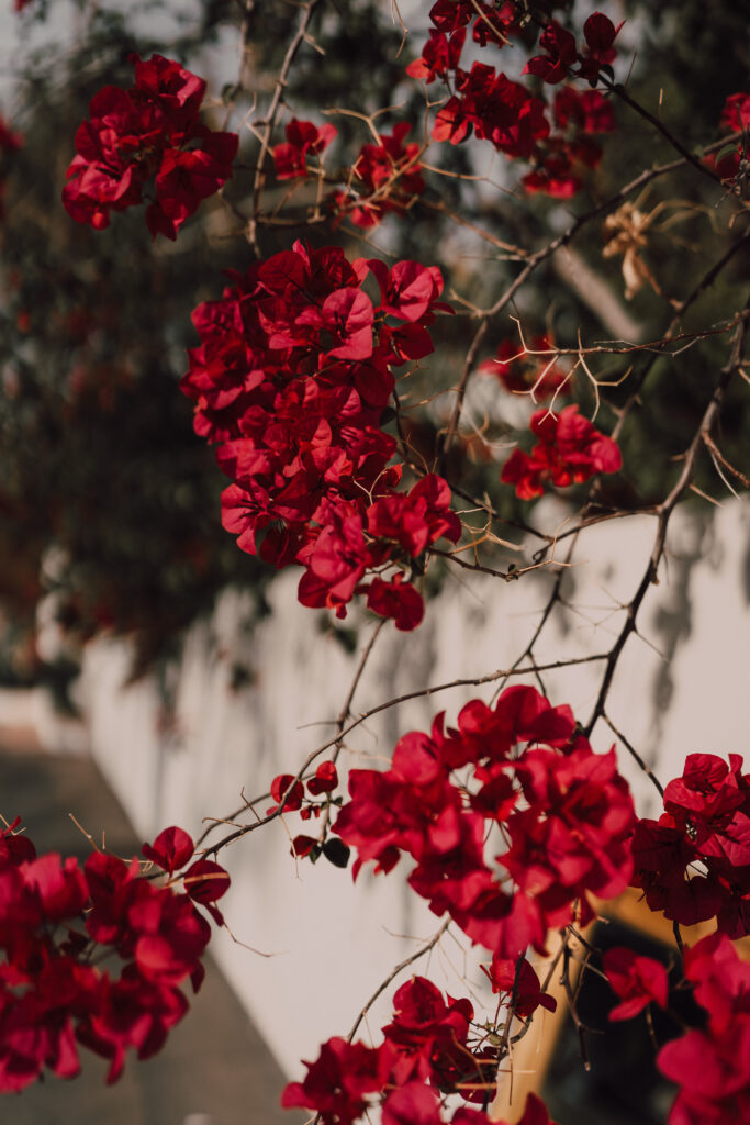 Arizona backyard wedding